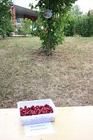 Sommerfest im HOC Bild: Sommerfest im HOC