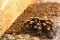 Spinnen- und Insektenschau in Sundhausen Bild: Spinnen- und Insektenschau in Sundhausen