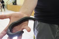 Spinnen- und Insektenschau in Sundhausen Bild: Spinnen- und Insektenschau in Sundhausen