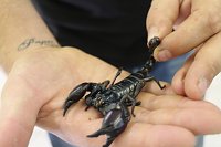 Spinnen- und Insektenschau in Sundhausen Bild: Spinnen- und Insektenschau in Sundhausen