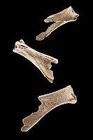 Bewegte Zeiten. Archäologie in Deutschland Bild: Bewegte Zeiten. Archäologie in Deutschland