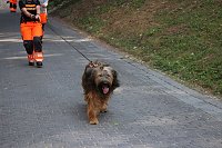Bild: Rettungshunde in Sondershausen unterwegs
