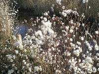 Bild: Natur im November