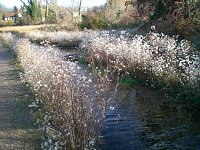 Bild: Natur im November