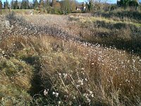 Bild: Natur im November