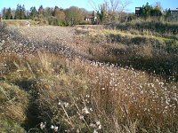 Bild: Natur im November