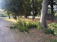 Bild: Schlosspark zerzaust