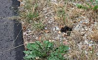 Bild: Hundekot, M&uuml;ll und mehr