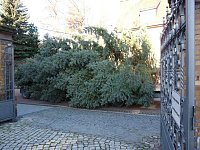 Bild: Weihnachtsbaum Sondershausen