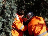 Bild: Weihnachtsbaum Sondershausen