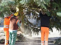 Bild: Weihnachtsbaum Sondershausen