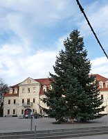 Bild: Weihnachtsbaum Sondershausen
