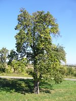 Naturschutz-Aktionstag in Ichstedt Bild: Naturschutz-Aktionstag in Ichstedt