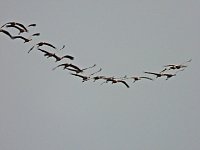 Bild: Kraniche am Stausee