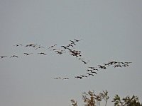 Bild: Kraniche am Stausee