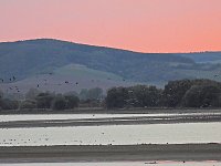 Bild: Kraniche am Stausee
