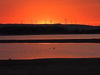Bild: Kraniche am Stausee