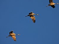 Bild: Kraniche am Stausee