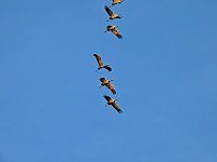 Bild: Kraniche am Stausee