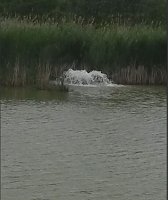 Sauerstoffanlage rettete Fische Bild: Sauerstoffanlage rettete Fische
