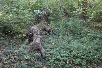 Bild: Wie weiter mit dem Schlosspark Sondershausen?