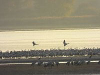 Abschied von den Kranichen Bild: Abschied von den Kranichen