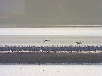Abschied von den Kranichen Bild: Abschied von den Kranichen