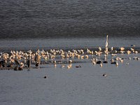 Abschied von den Kranichen Bild: Abschied von den Kranichen