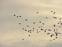 Abschied von den Kranichen Bild: Abschied von den Kranichen