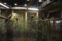 Bild: 50 Jahre Ziergefl&uuml;gelausstellung in Sondershausen