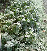 Bild: Frostige Garten-Impressionen
