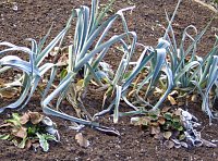 Bild: Frostige Garten-Impressionen