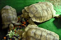 Reptilien Ausstellung Bild: Reptilien Ausstellung