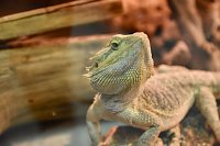 Reptilien Ausstellung Bild: Reptilien Ausstellung
