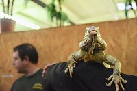 Reptilien Ausstellung Bild: Reptilien Ausstellung