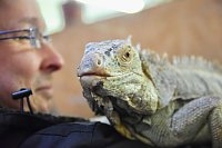 Reptilien Ausstellung Bild: Reptilien Ausstellung