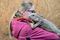 Reptilien Ausstellung Bild: Reptilien Ausstellung