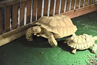 Reptilien Ausstellung Bild: Reptilien Ausstellung