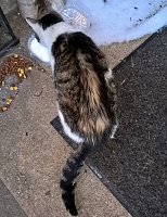 Kater zugelaufen Bild: Kater zugelaufen
