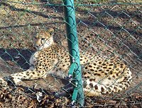 Zu Besuch bei Erdmännchen, Gepard und Co. auf dem Possen Bild: Zu Besuch bei Erdmännchen, Gepard und Co. auf dem Possen