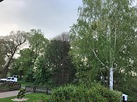 Bild: Thema Baumrodungen in Sondershausen