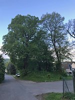 Bild: Thema Baumrodungen in Sondershausen