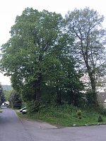 Bild: Thema Baumrodungen in Sondershausen