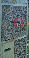 Insektenhotel gut besucht Bild: Insektenhotel gut besucht