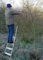 Bild: Streuobstwiese aus dem Dornr&ouml;schenschlaf erwacht