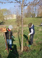 Bild: Streuobstwiese aus dem Dornr&ouml;schenschlaf erwacht