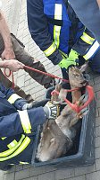 Bild: Bambi am Ostersonntag in N&ouml;ten