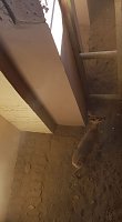 Bild: Bambi am Ostersonntag in N&ouml;ten