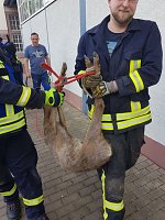 Bild: Bambi am Ostersonntag in N&ouml;ten