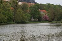 Bild: Schwanenpopulation stabil